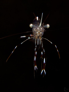   Golden Girl 15 cm small shrimp. 60mm lens 10 diopter attached. shrimp attached  